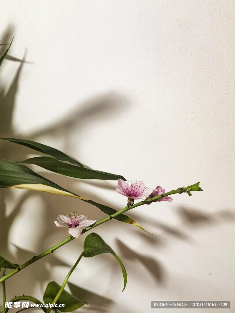 光影 桃花 植物