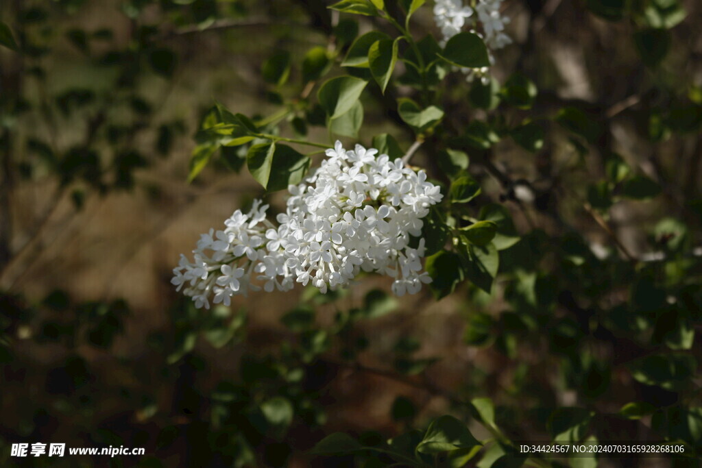 丁香花