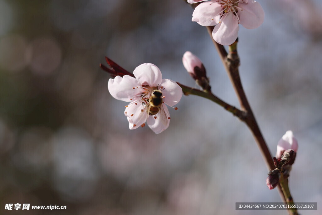 紫叶李鲜花