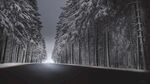 冬天的雪林