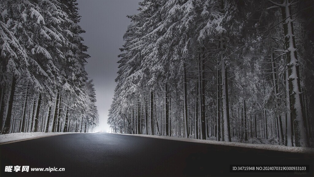 冬天的雪林