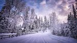 冬天的雪林