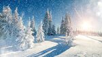 雪中的松林