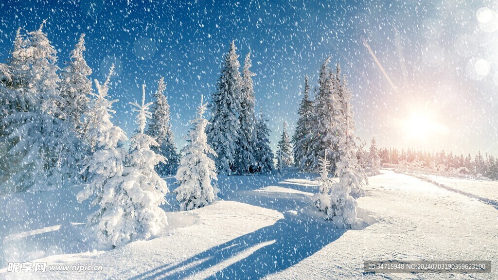 雪中的松林