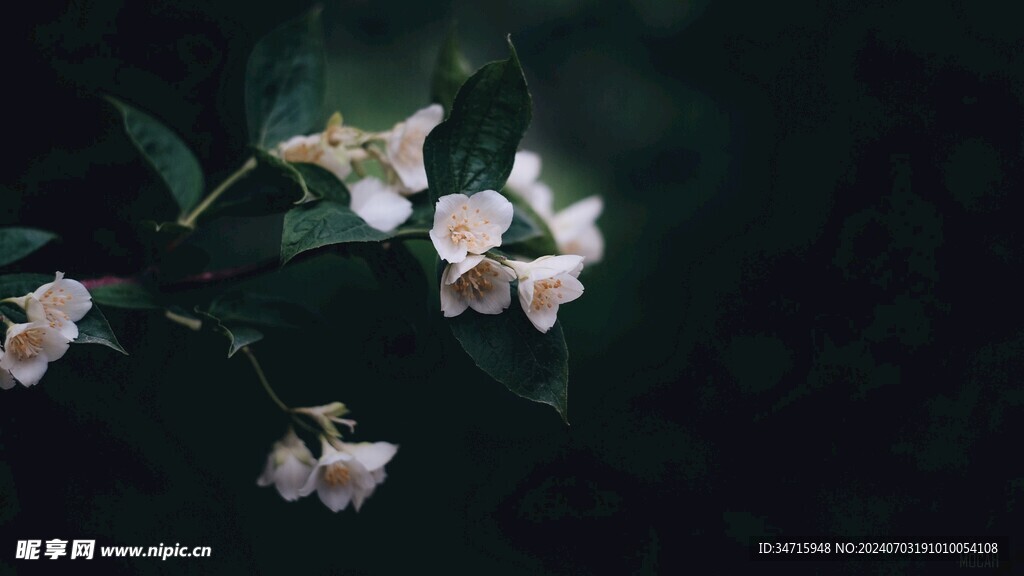 盛开的小白花