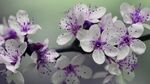 枝头盛开的花朵