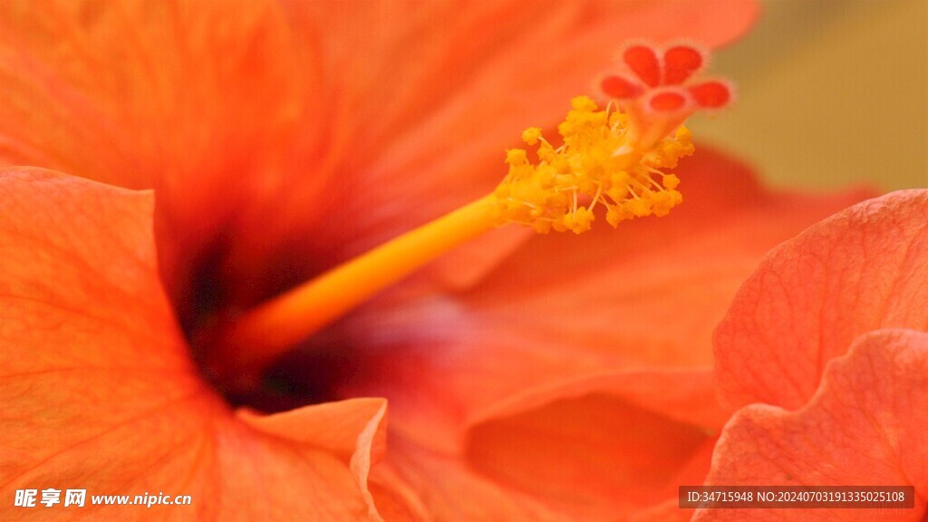 花蕊特写