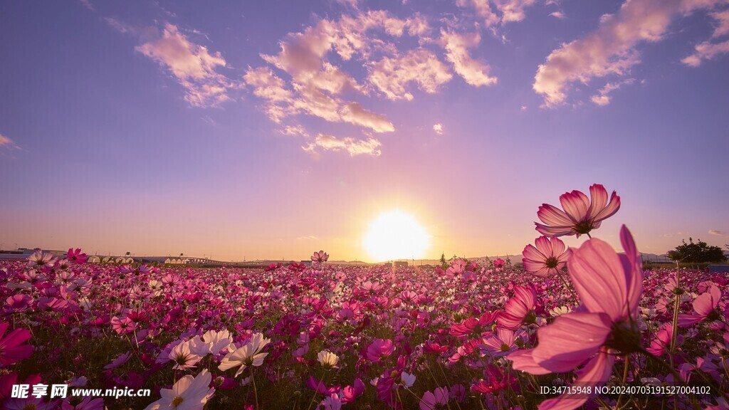 花海