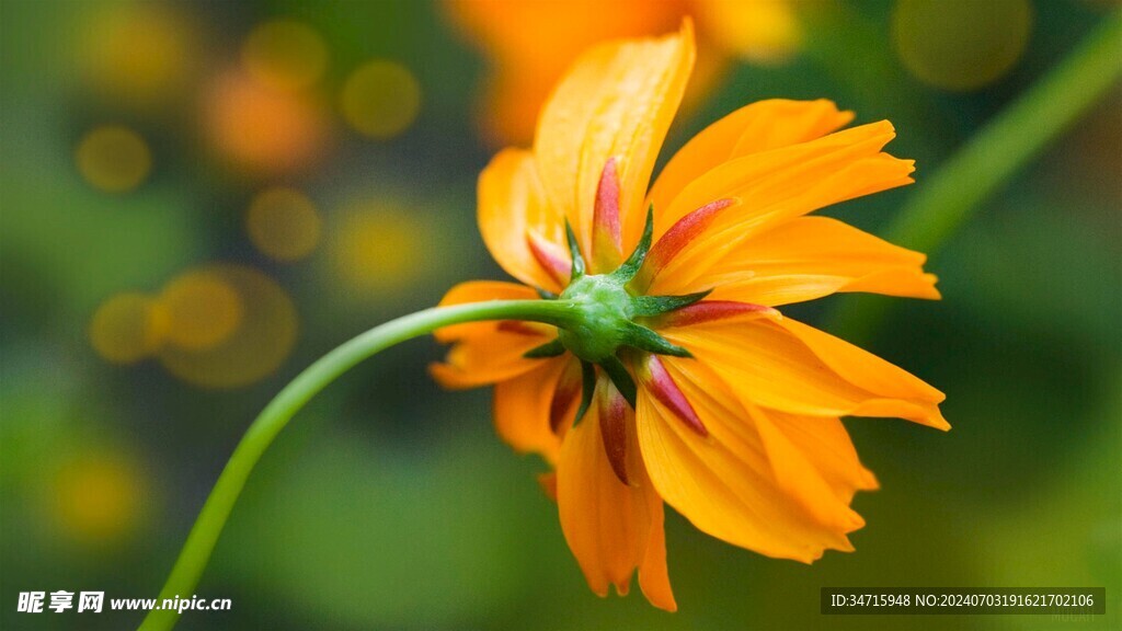 一朵小黄花