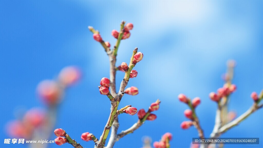 含苞待放的花蕾