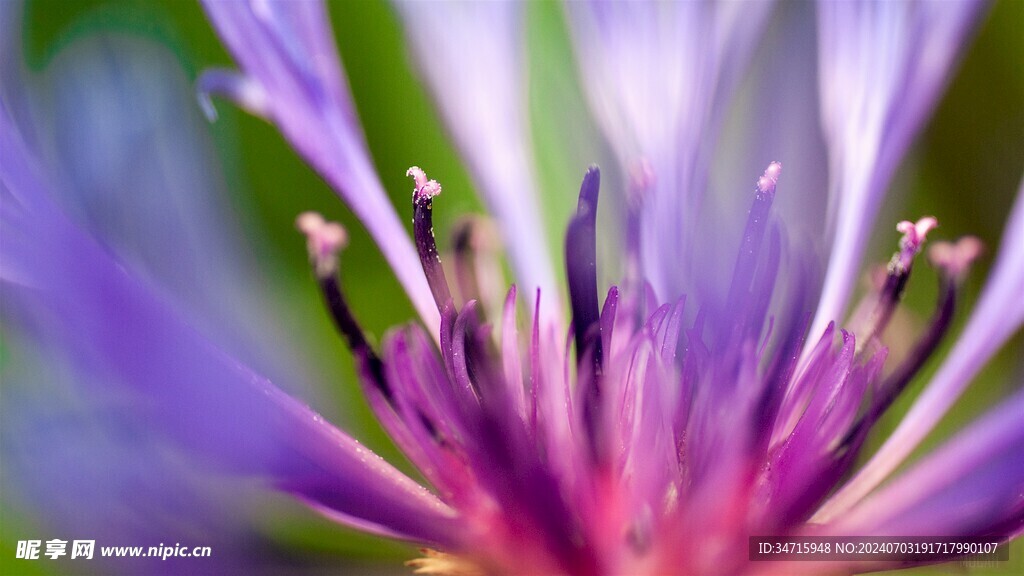花蕊特写