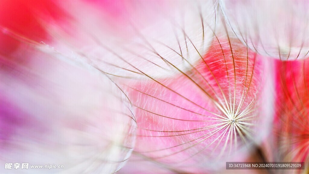 花瓣花蕊特写