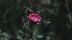 开放的小红花