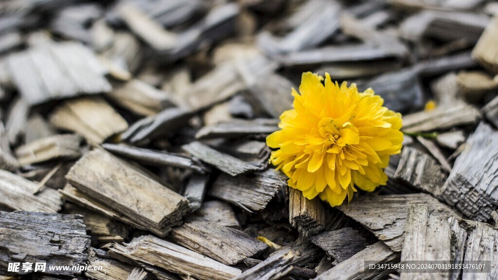 一朵小黄花