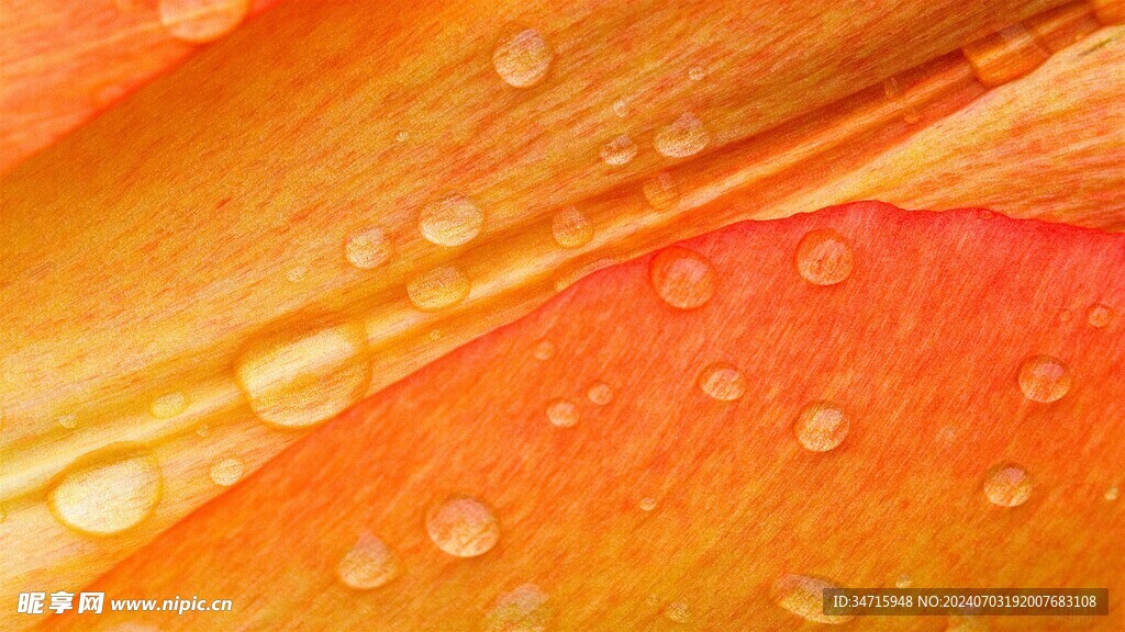花瓣特写
