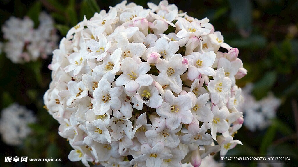 白花特写