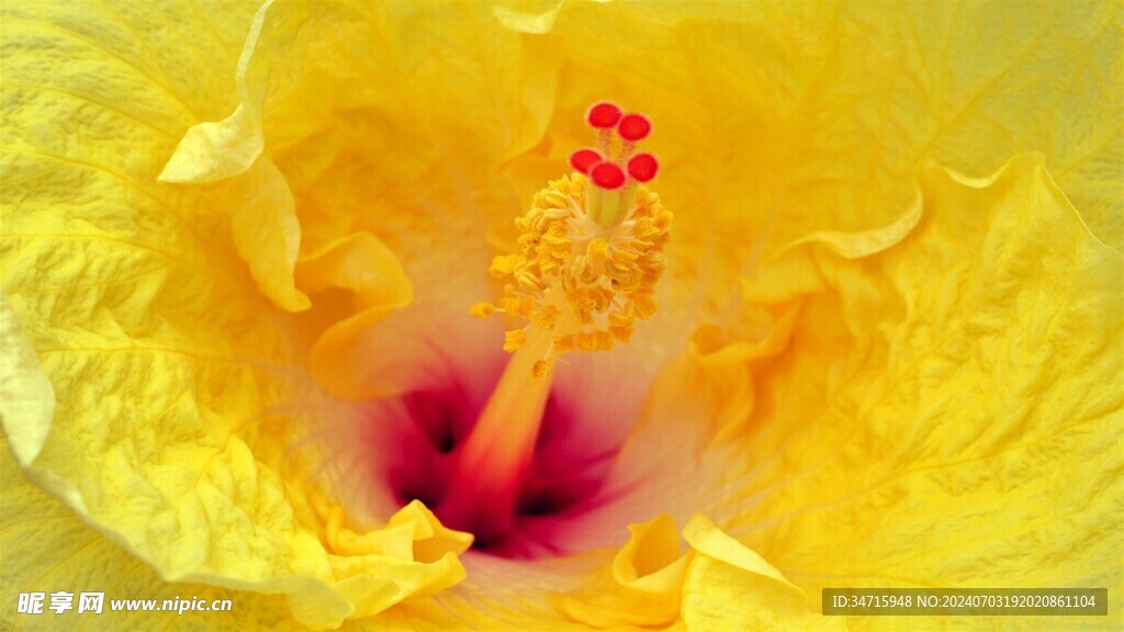 黄色的花特写
