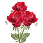 玫瑰花图片