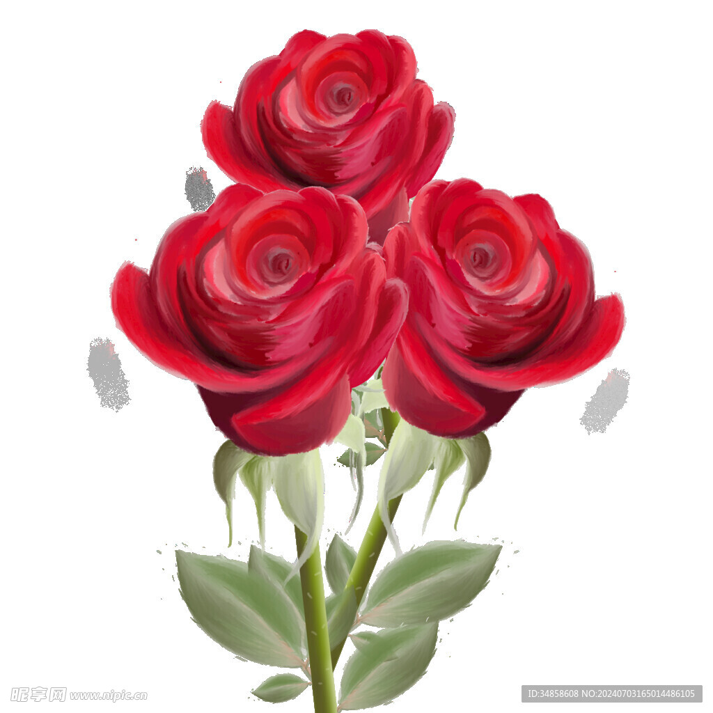 玫瑰花图片