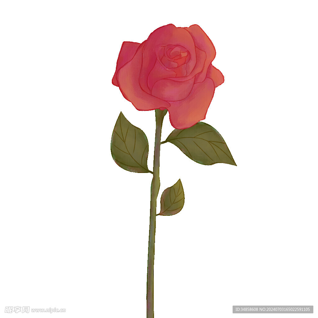 玫瑰花图片