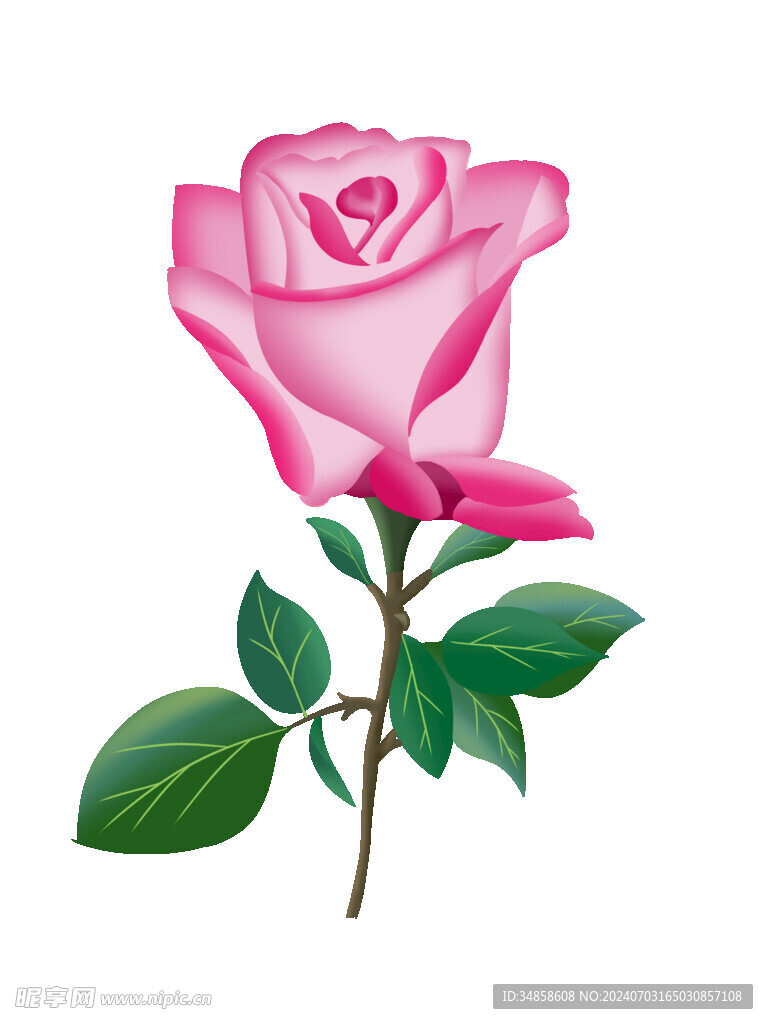 玫瑰花图片