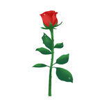 玫瑰花图片