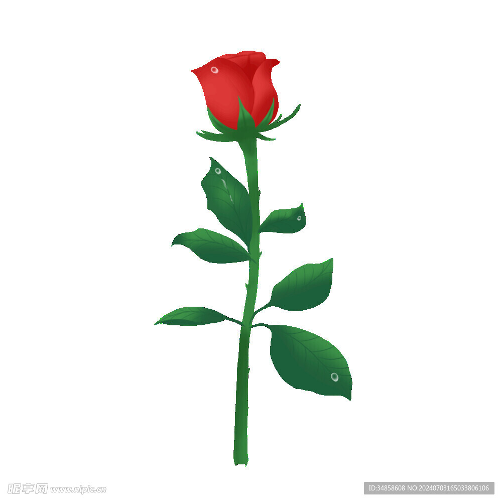 玫瑰花图片