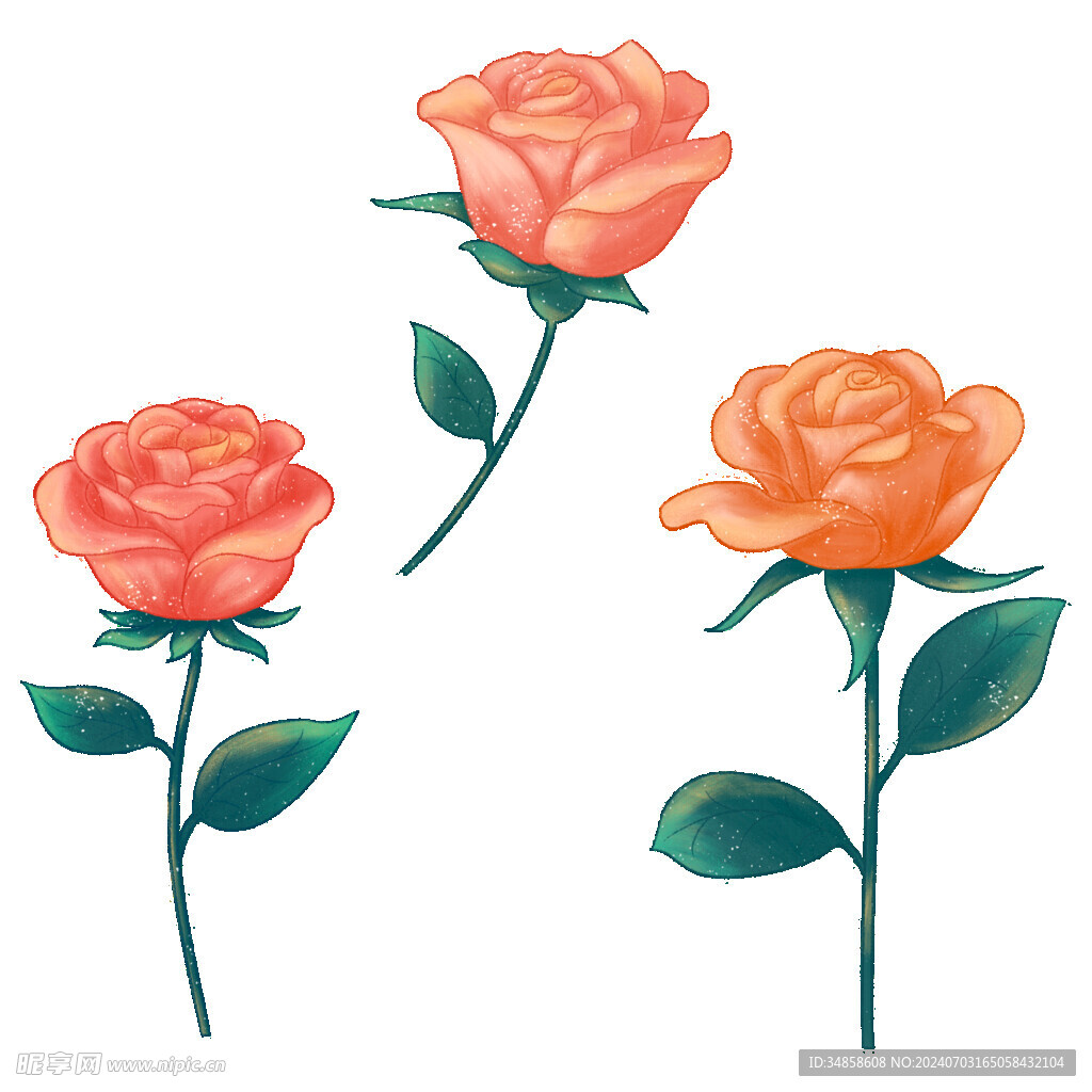 玫瑰花图片