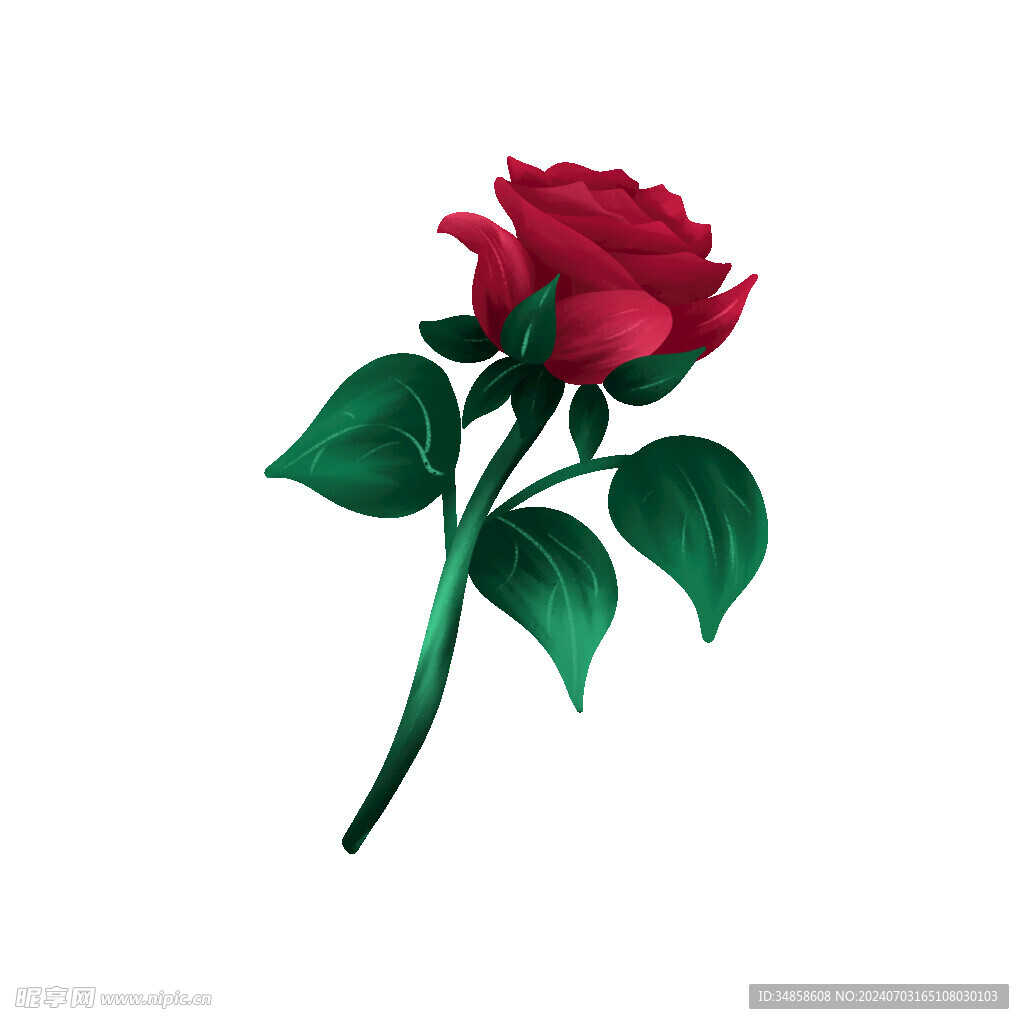 玫瑰花图片