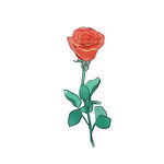 玫瑰花图片