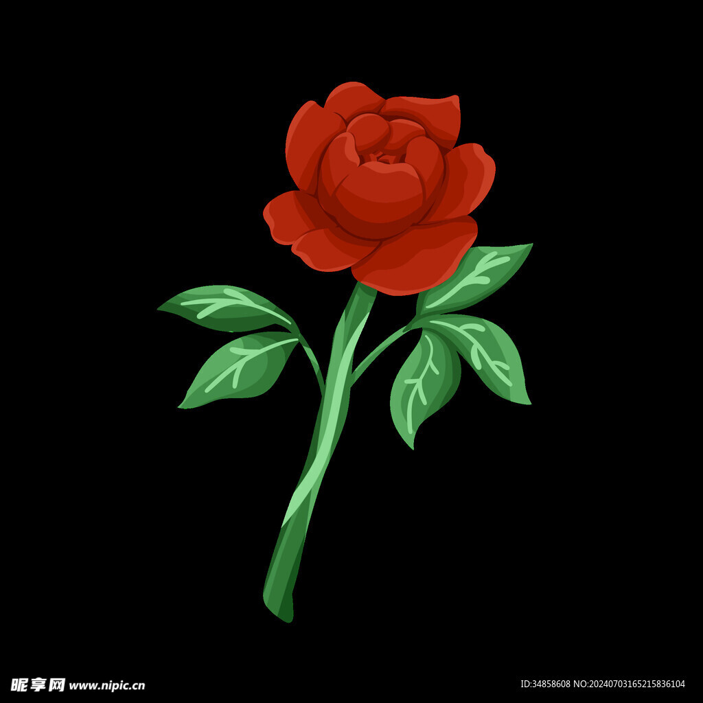 玫瑰花图片