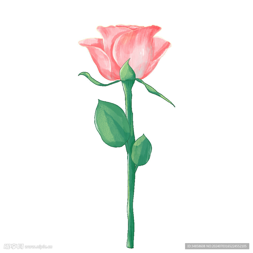玫瑰花图片 