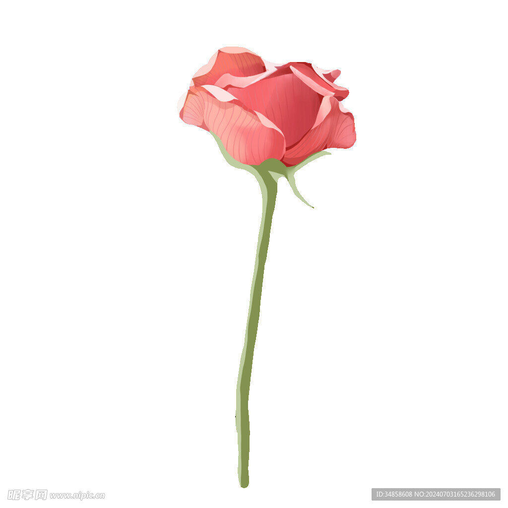 玫瑰花图片