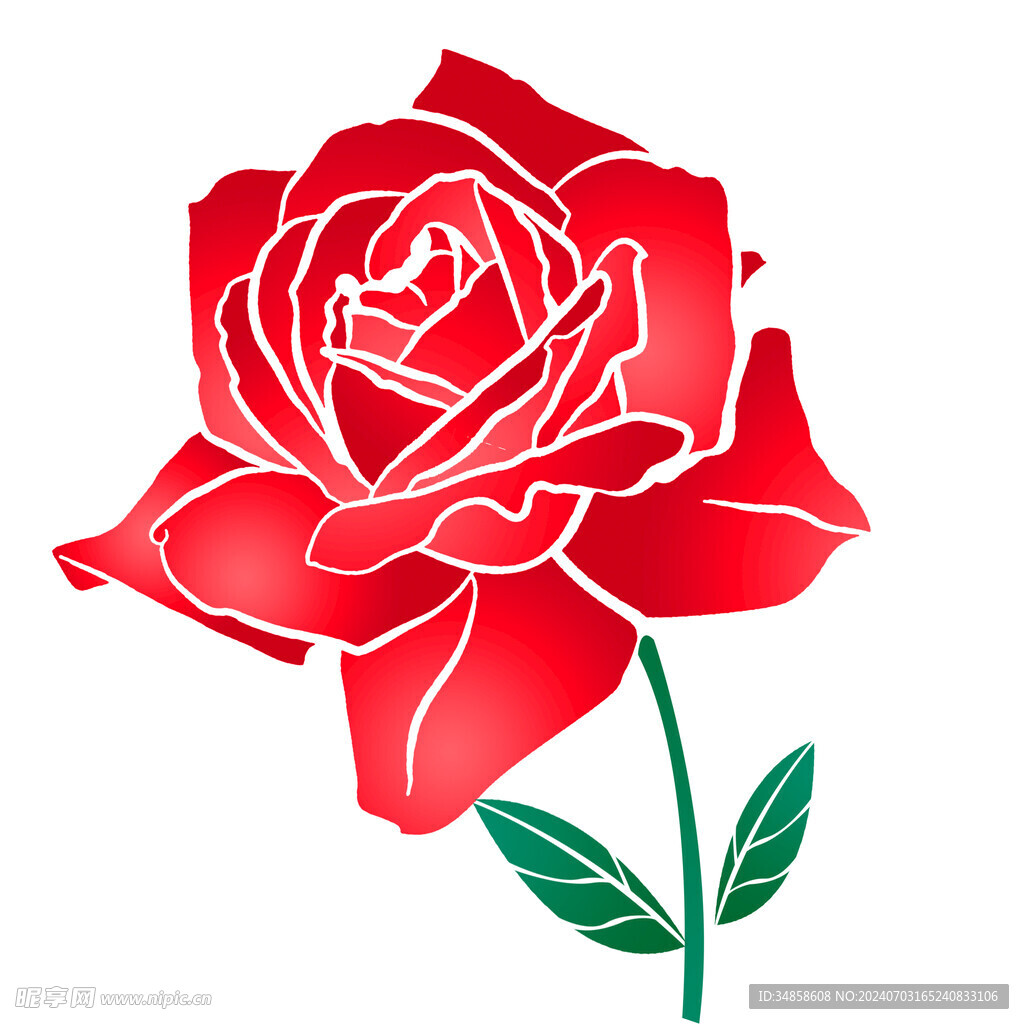 玫瑰花图片