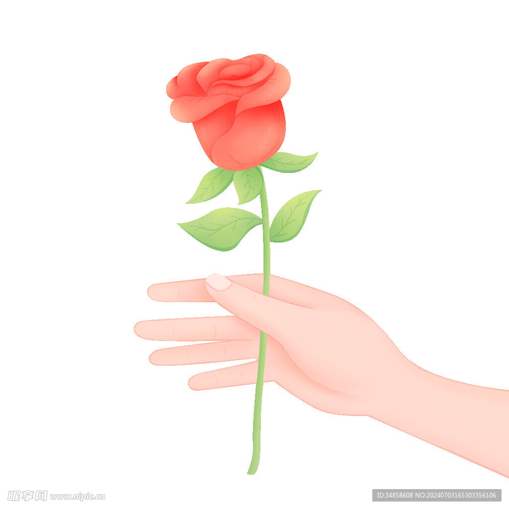 玫瑰花图片