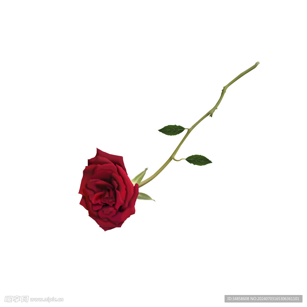 玫瑰花图片
