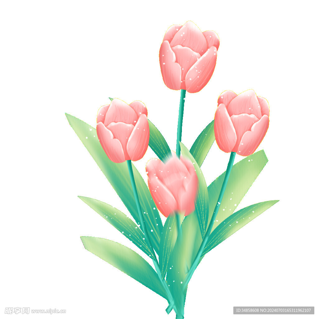 玫瑰花图片