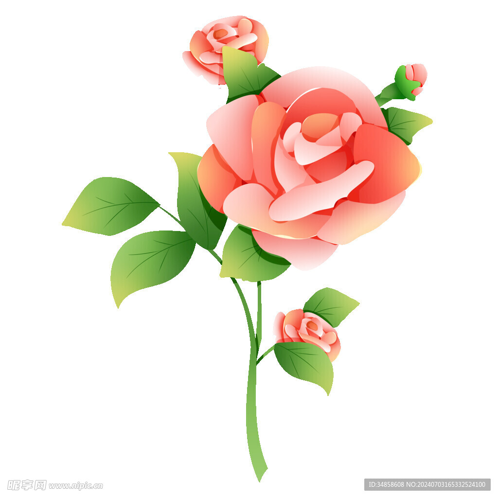 玫瑰花图片