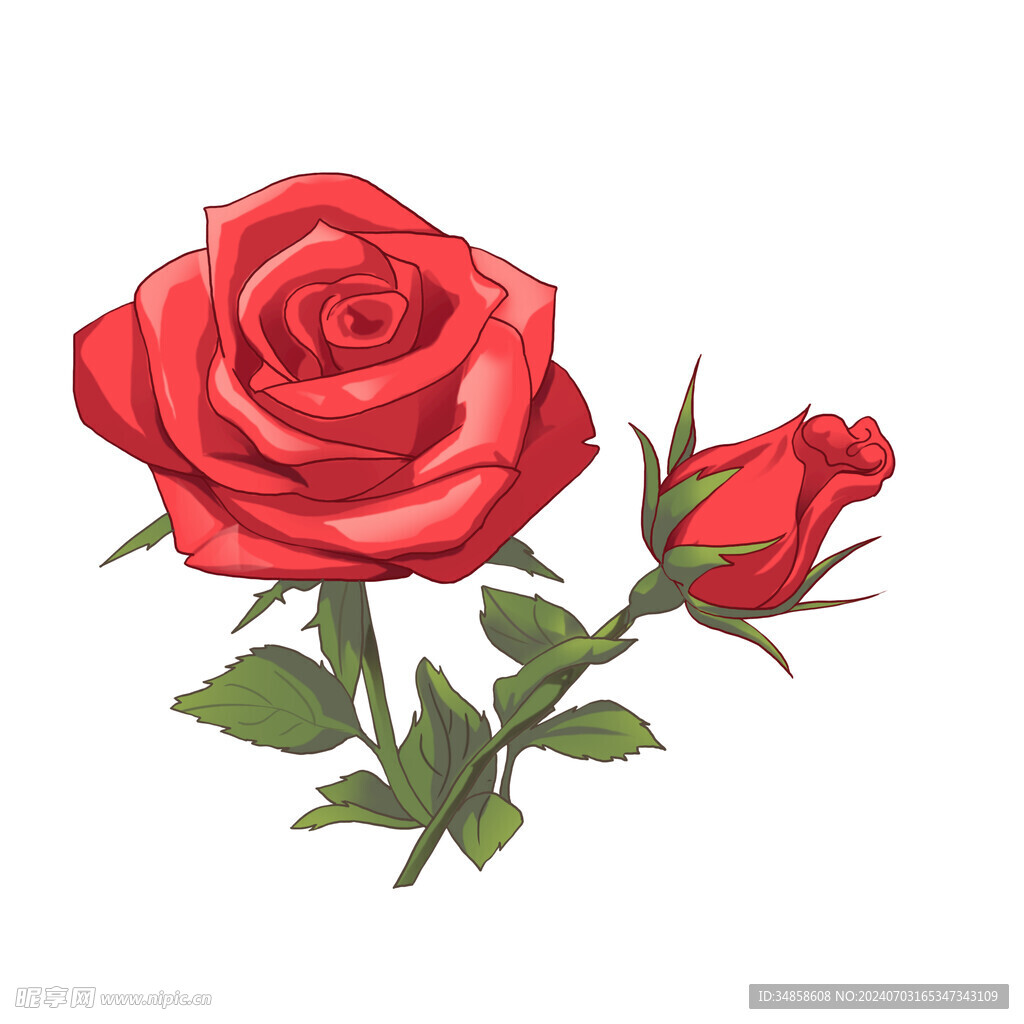玫瑰花图片