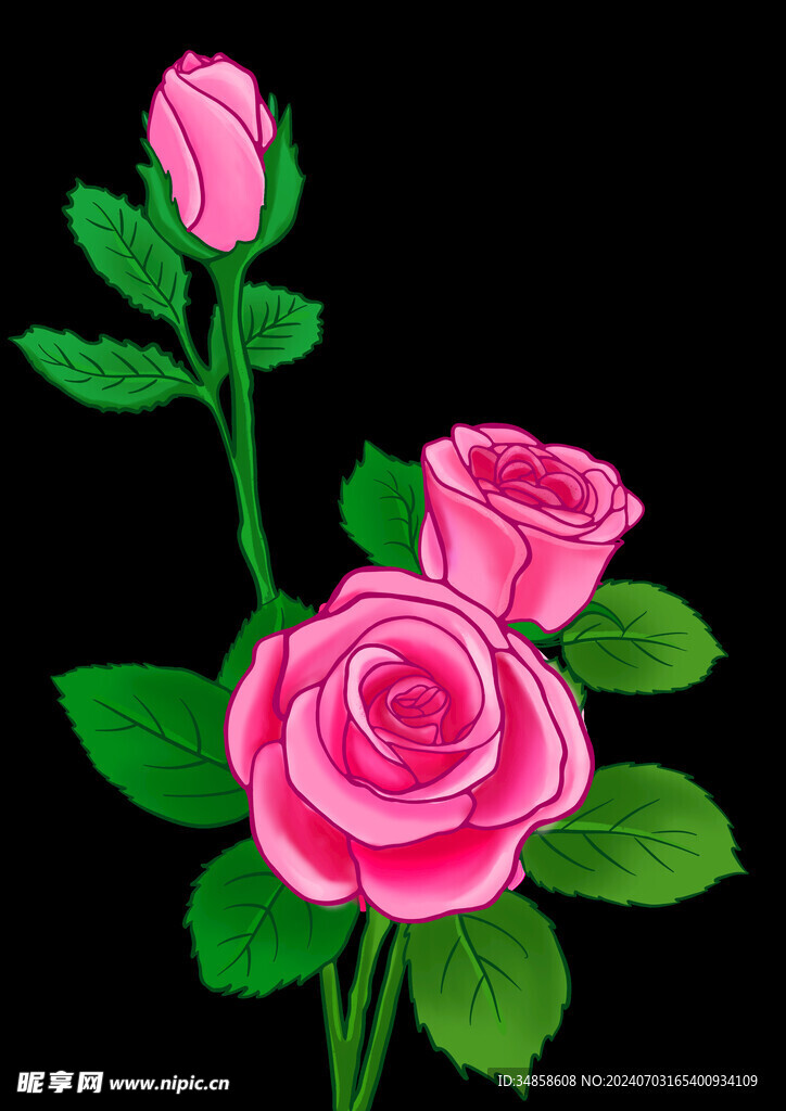 玫瑰花图片
