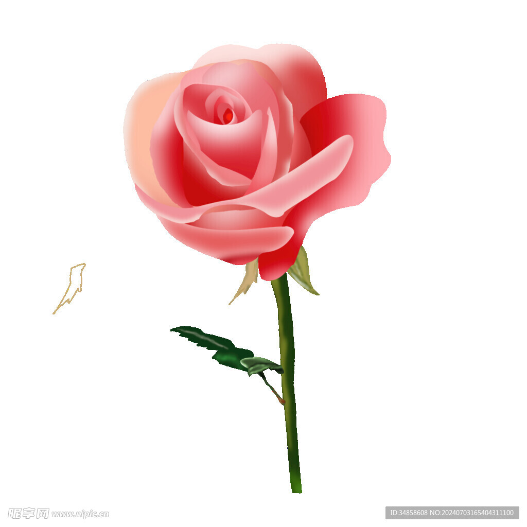 玫瑰花图片