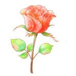玫瑰花图片