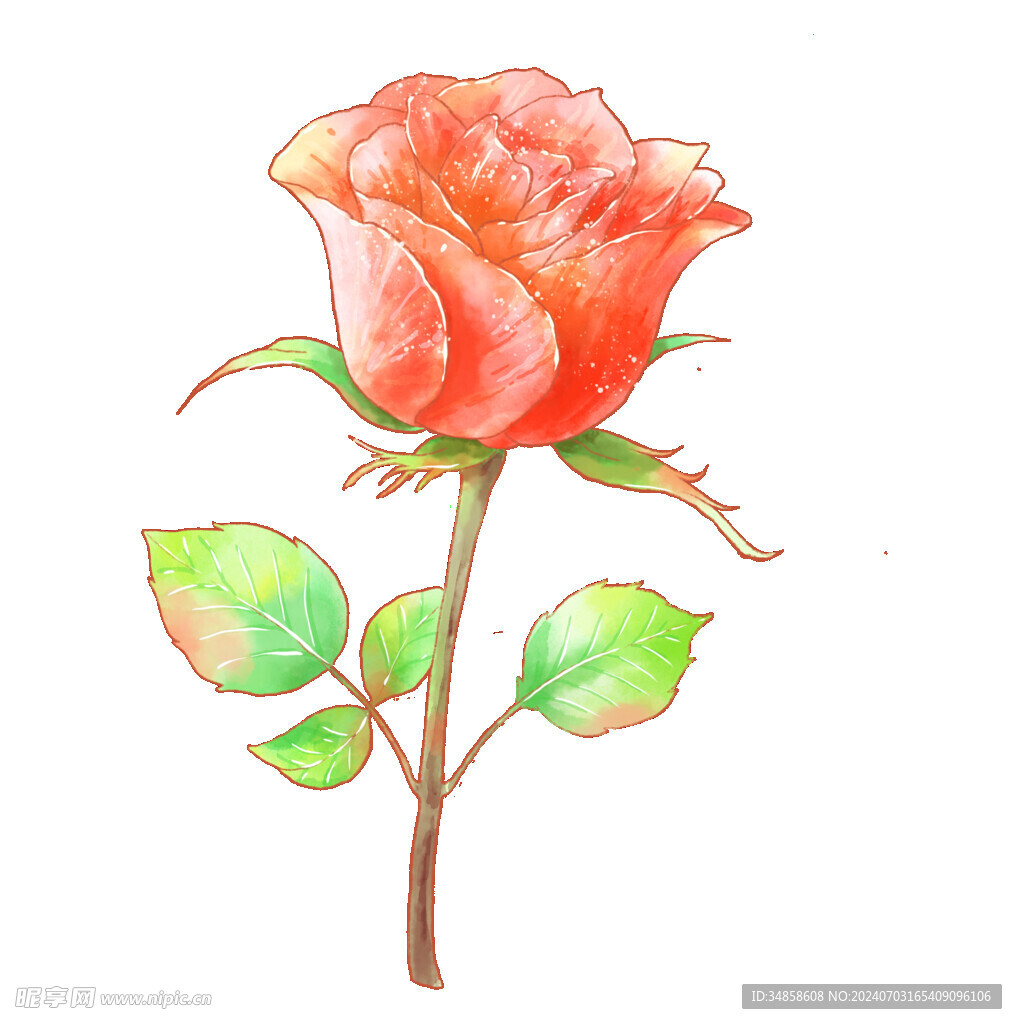 玫瑰花图片