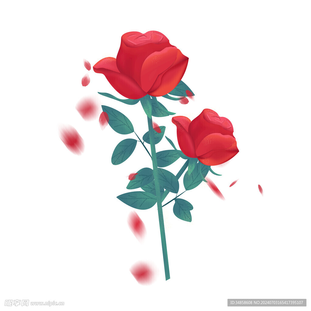 玫瑰花图片