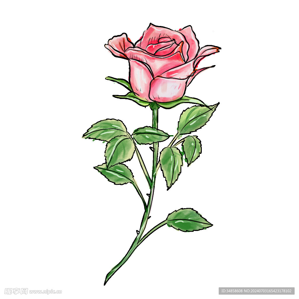 玫瑰花图片