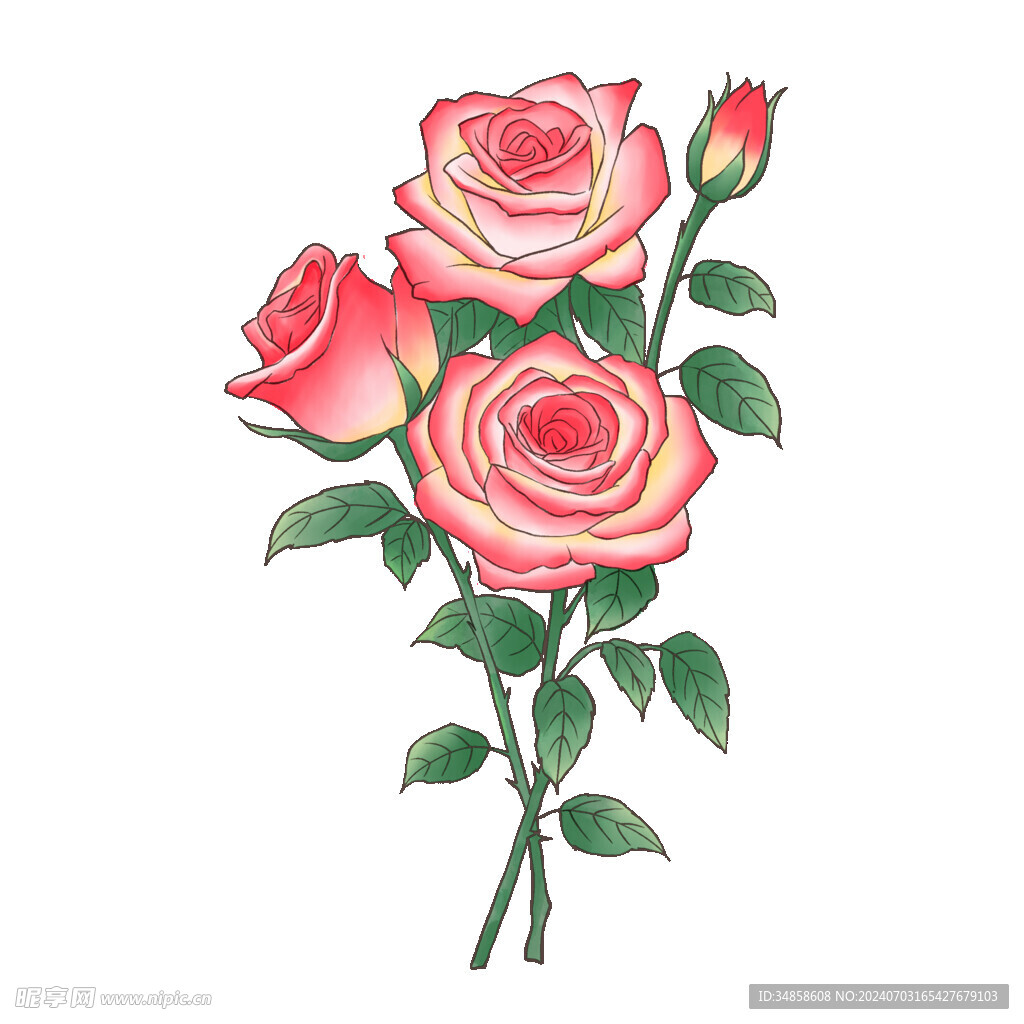 玫瑰花图片