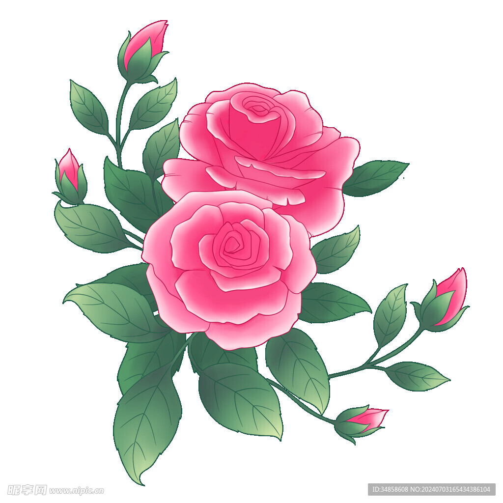 玫瑰花图片