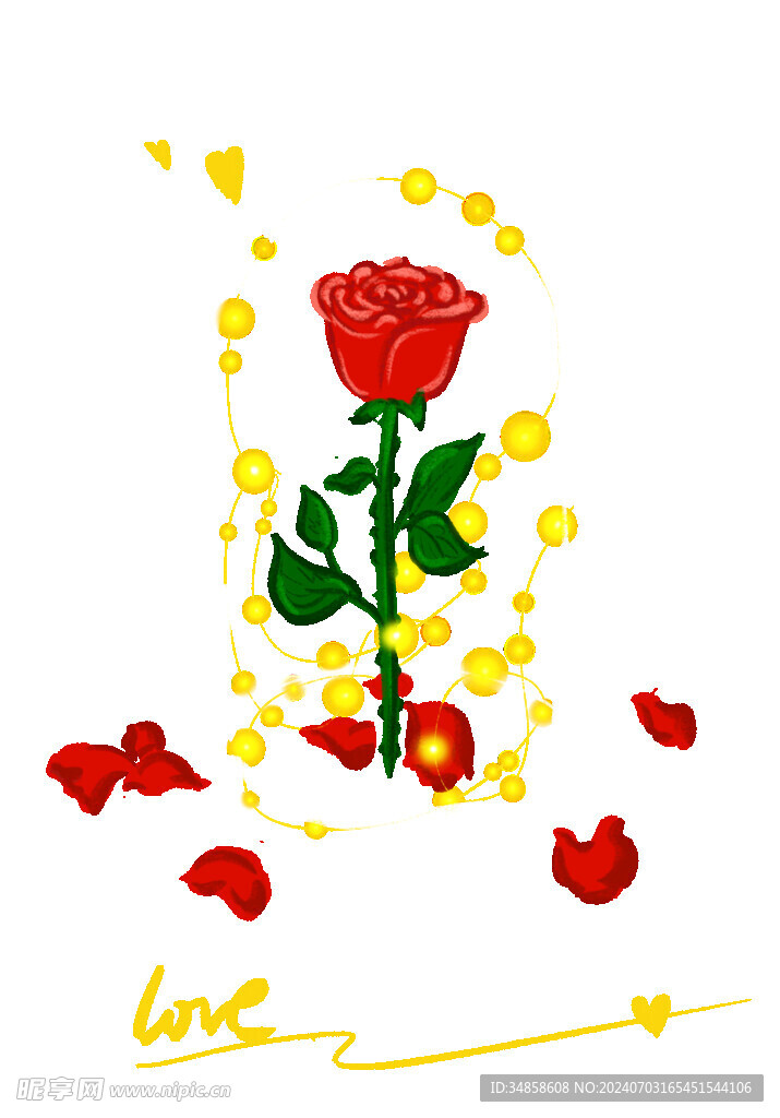 玫瑰花图片