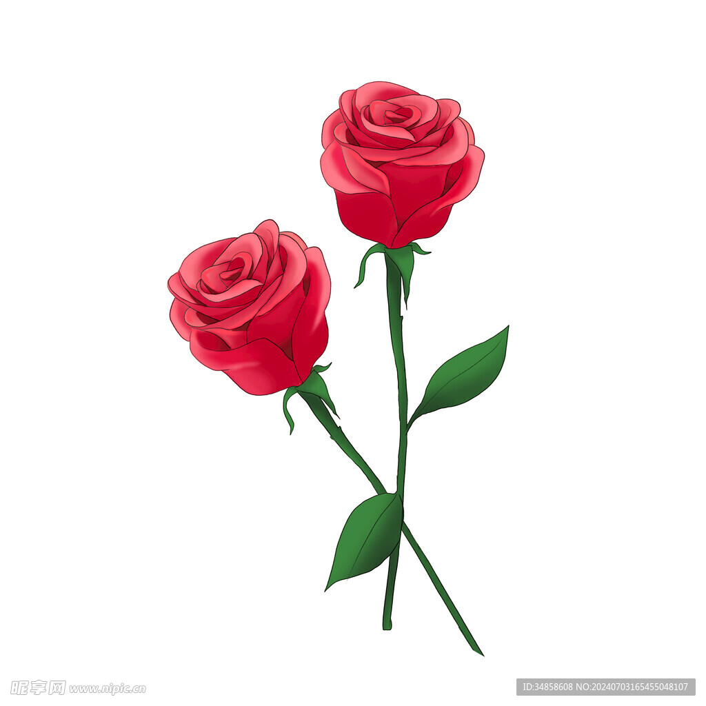 玫瑰花图片