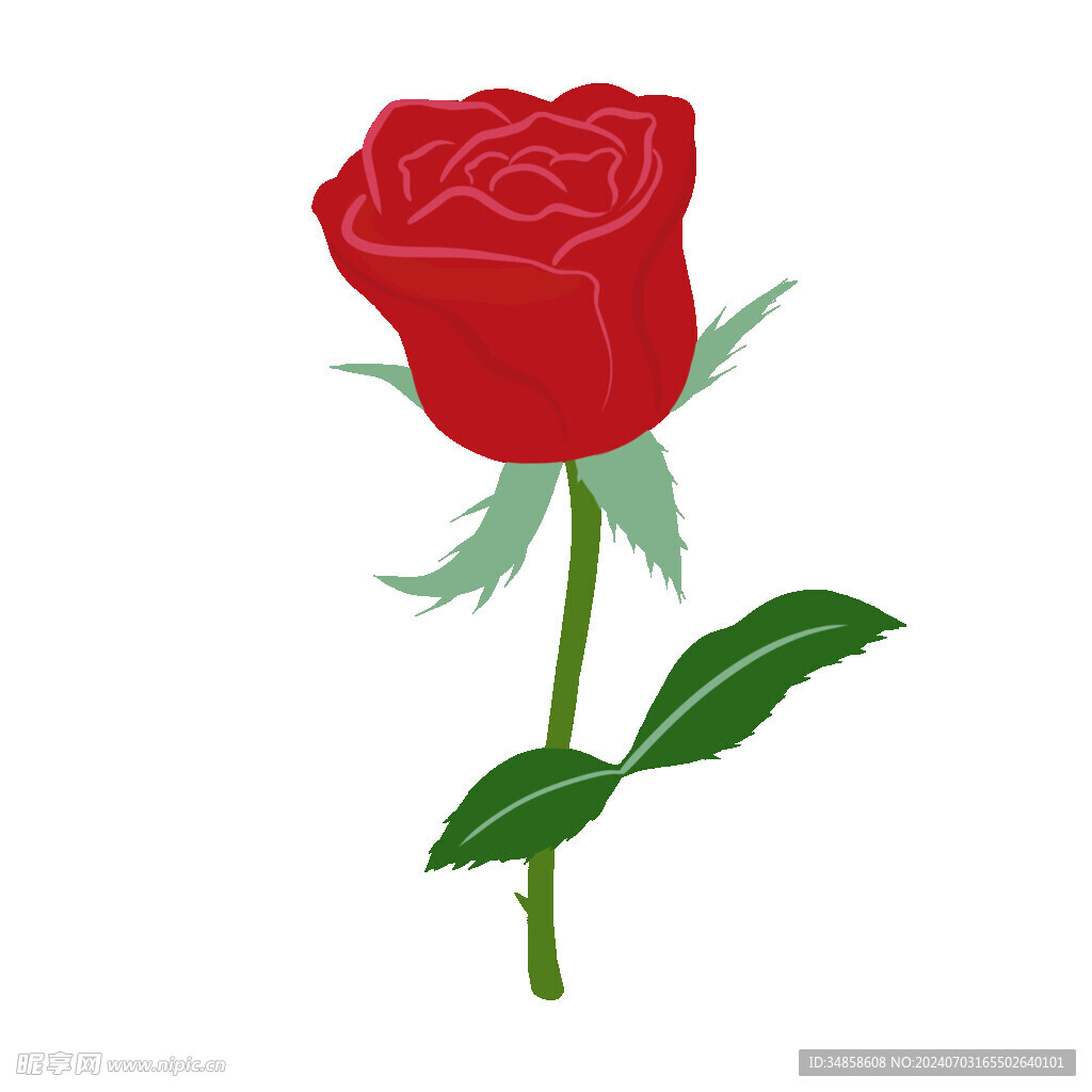 玫瑰花图片